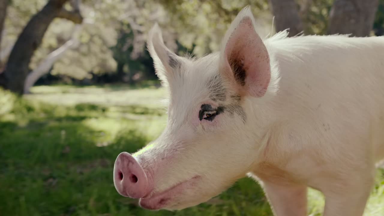 Carls Jr Pig